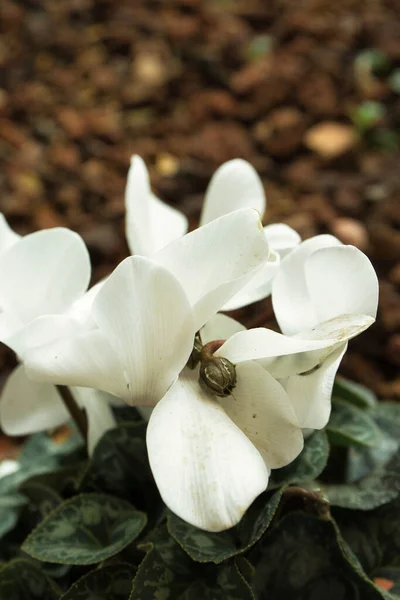 Цикламен Ботаническое Название Cyclamen Persicum Красивые Влажные Белые Цветы После — стоковое фото