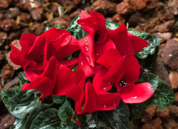 Cyklamen Nazwa Botaniczna Cyclamen Persicum Piękne Mokre Czerwone Kwiaty Deszczu — Zdjęcie stockowe
