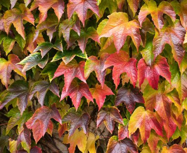 Renkli yapraklardan oluşan doğal bir duvar. Renkli bir geçmiş. Dikey bahçe. Sonbahar renkleri. Boston sarmaşığı, üzüm sarmaşığı, Japon sarmaşığı, Woodvine olarak da bilinir. Botanik adı: Partenocissus tricuspidata.