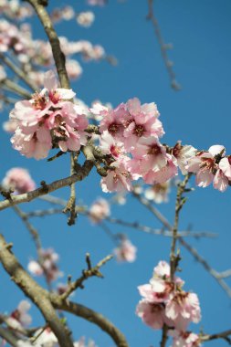 Güneşli bir günde mavi gökyüzüne karşı açan badem dalları. Seçici odaklanma. Hoş geldin bahar. Doğanın çiçekli arka planı. Acı badem ağacı. Botanik adı Prunus dulcis. Sakura