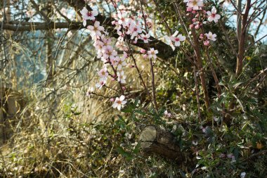 Badem dalları açıyor İlkbahara hoş geldin. Seçici odaklanma. Uzayı kopyala Tatlı badem yağı. Doğanın çiçekli arka planı. Acı badem ağacı. Botanik adı: Prunus dulcis.
