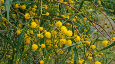 Su Savaşı, Acacias türleri, Bataklık Gıdaklaması, Retinodes gıdası, Wirilda olarak da bilinir. Ağaç, sarı çiçeklerinden akasya ağacı ve akasya balı elde etmek için kullanılır. Seçici odak.