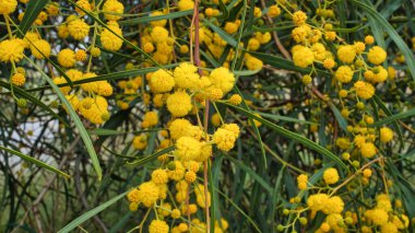 Su Savaşı, Acacias türleri, Bataklık Gıdaklaması, Retinodes gıdası, Wirilda olarak da bilinir. Ağaç, sarı çiçeklerinden akasya ağacı ve akasya balı elde etmek için kullanılır. Seçici odak.