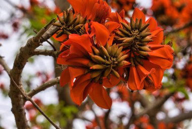 Hint mercan ağacı. Paskalya çiçeği olarak bilinen portakal çiçeği, Kaplan pençesi, Günışığı ağacı veya Dağ Abanozu. Botanik adı: Erythrina variegata. İlkbaharda çiçek açar. Okinawa 'nın resmi çiçeği..