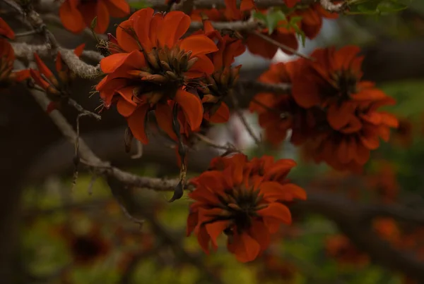 Indian Coral Tree Orange Flower Known Easter Flower Tiger Claw — стоковое фото