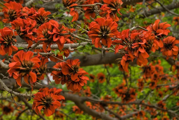 Indian Coral Tree Orange Flower Known Easter Flower Tiger Claw — стоковое фото