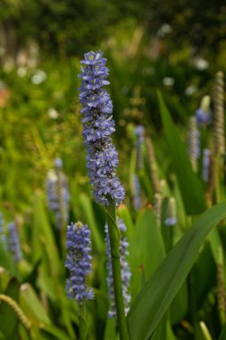 Çimen otu çiçeği. Cinsi Pontederia. Genel adı Pickerel Rush ya da Wampee. Küçük dik leylak veya menekşe çiçekleri.