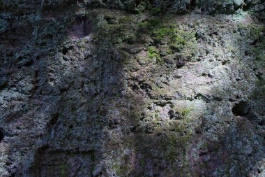 Yosun ve yosunlu nemli taş dokusu. Koyu kahverengi tonlarda doğal taş arkaplan.