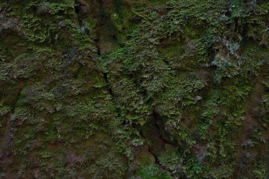 Yosun ve yosunlu nemli taş dokusu. Koyu kahverengi tonlarda doğal taş arkaplan.