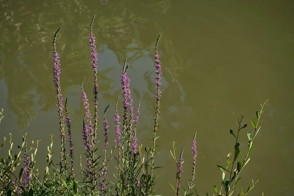 Beautiful Slender Purple Flower Natural Setting River Purple Loosestrife Also — 图库照片