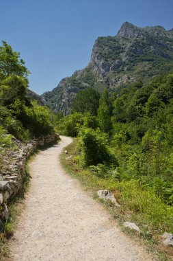 Cain 'den Poncebos' a, Picos de Europa, Cantabria, İspanya. Güneşli bir yaz gününde Cares Nehri 'nin yardığı kayalardan ve dikey duvarlardan oluşan doğal bir vadi..