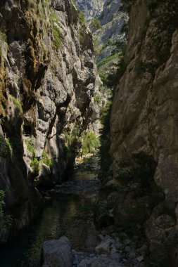 Cain 'den Poncebos' a, Picos de Europa, Cantabria, İspanya. Güneşli bir yaz gününde Cares Nehri 'nin yardığı kayalardan ve dikey duvarlardan oluşan doğal bir vadi..