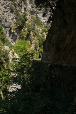 Cain 'den Poncebos' a, Picos de Europa, Cantabria, İspanya 'daki Cares Nehri yolunda bir yürüyüşçü..