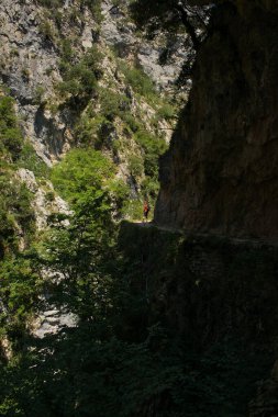 Cain 'den Poncebos' a, Picos de Europa, Cantabria, İspanya 'daki Cares Nehri yolunda bir yürüyüşçü..