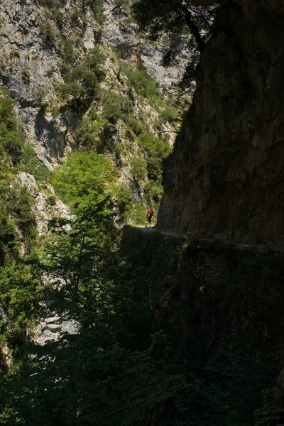 Cain 'den Poncebos' a, Picos de Europa, Cantabria, İspanya 'daki Cares Nehri yolunda bir yürüyüşçü..