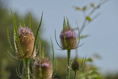 Wild Teasel, aynı zamanda Çaydanlık ya da Venuscup çaydanlığı olarak da bilinir. Boşluğu kopyala, seçici odak ve bulanık arkaplan. Botanik adı Dipsacus Sylvestris. Güzel mor ve yeşil dikenli çiçek