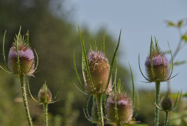 Wild Teasel, aynı zamanda Çaydanlık ya da Venuscup çaydanlığı olarak da bilinir. Boşluğu kopyala, seçici odak ve bulanık arkaplan. Botanik adı Dipsacus Sylvestris. Güzel mor ve yeşil dikenli çiçek