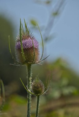 Wild Teasel, aynı zamanda Çaydanlık ya da Venuscup çaydanlığı olarak da bilinir. Boşluğu kopyala, seçici odak ve bulanık arkaplan. Botanik adı Dipsacus Sylvestris. Güzel mor ve yeşil dikenli çiçek
