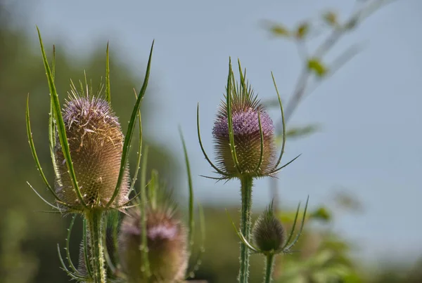 Wild Teasel Also Known Common Teasel Venuscup Teasel Copy Space — Stock Photo, Image