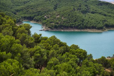 Spectacular vegetation of great foliage in a blue lake. Panoramic views. Copy space for text on natural green background. Nature and environment concept.