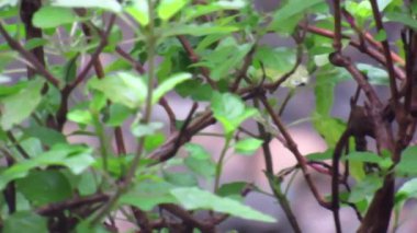 Close-up shot of green leaves with water droplets on them. Leaves with rain drop on them.HD video.