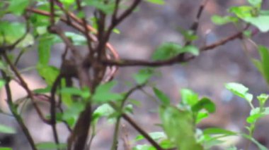 Close-up shot of green leaves with water droplets on them. Leaves with rain drop on them.HD video.