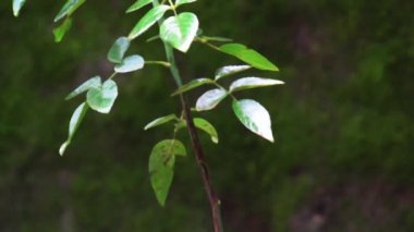 Close-up shot of green leaves with water droplets on them. Leaves with rain drop on them.HD video.