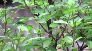Cinematic close-up shot of green leaves with rain drops falling on them. Full HD Video. Leaves with water drops.