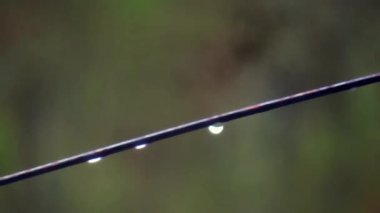 Close-up shot of raindrops on a washing line, HD video.