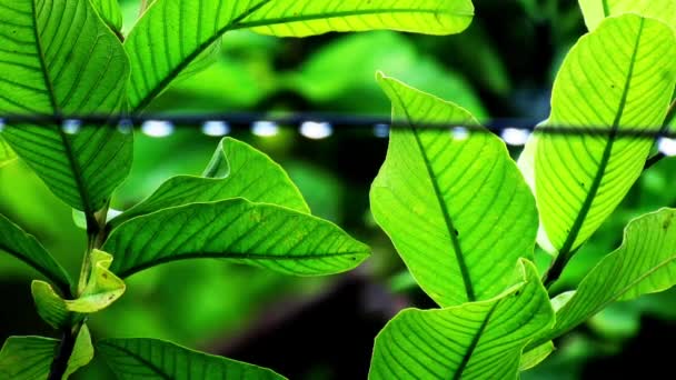 Кинематографический Снимок Зеленых Листьев Капельками Дождя Падающими Full Видео Листья — стоковое видео