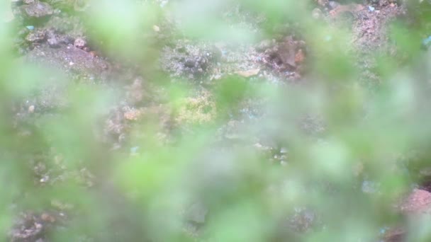 Close Shot Green Leaves Water Droplets Them Leaves Rain Drop — Stok video