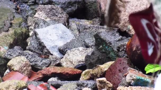 Крупним Планом Знімок Каменів Землі Деякими Краплями Води Відео — стокове відео