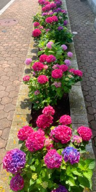 Pembe küresel ortancalar, büyük çiçekler, üst manzara, yaz, yeşil yapraklar.