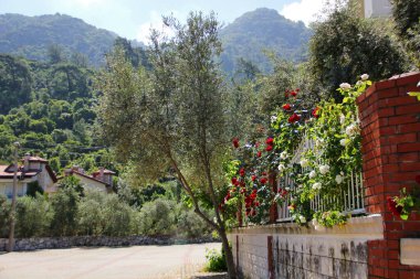 Sıcak Türk kasabası, özel evler, kırmızı ve beyaz güllerle döşenmiş çitler, bir sürü yeşillik, yakınlardaki dağlar, ilkbahar yakın.