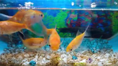Minik oksijen akvaryumunda Endonezya Japon Balığı veya Ikan Mas Koki veya Cyprinus Carpio. Endonezya halkının en sevdiği evcil hayvan olarak bilinir. Balık tutkunları ya da hayvan severler için uygundur.