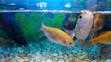 Ikan Mas Koki veya Endonezya Japon Balığı veya küçük oksijen akvaryumunda Cyprinus Carpio. Endonezya halkının en sevdiği evcil hayvan olarak bilinir. Balık tutkunları ya da hayvan severler için uygundur.