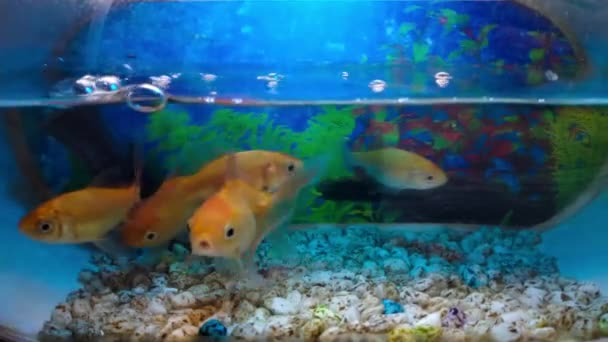 Ikan Mas Koki Indonesische Goudvis Cyprinus Carpio Mini Zuurstofaquarium Bekend — Stockvideo