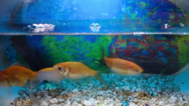 Pez Dorado Indonesio Ikan Mas Koki Cyprinus Carpio Mini Acuario — Vídeo de stock