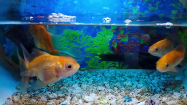 Pesce Rosso Indonesiano Ikan Mas Koki Liguinus Carpio Mini Acquario — Video Stock