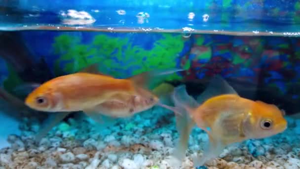 Ikan Mas Koki Goldfish Indonésio Cyprinus Carpio Mini Aquário Oxigênio — Vídeo de Stock