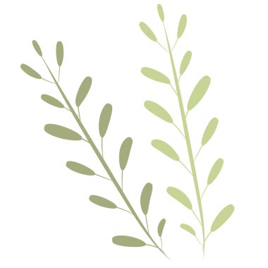 Yaprak dalı. Tek botanik element beyaz arkaplanda izole edildi.