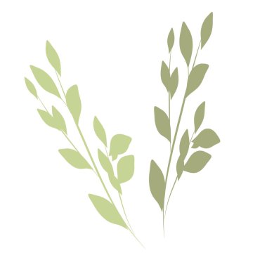 Yaprak dalı. Tek botanik element beyaz arkaplanda izole edildi.