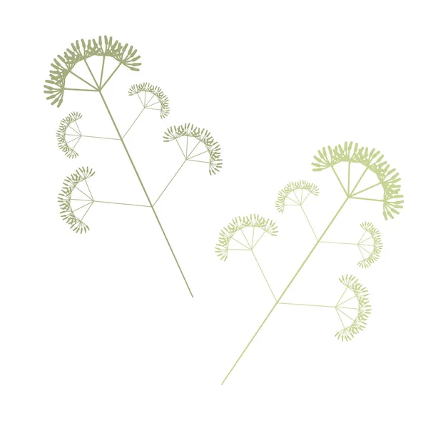 Une Branche Feuilles Élément Botanique Isolé Sur Fond Blanc — Image vectorielle