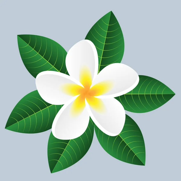 Beyaz tropikal çiçek. Plumeria 'da. Mavi arkaplanda katranlanmış bir element var. Dış santral.