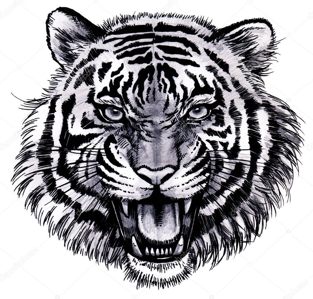 Illustration of a tiger's face barking with its mouth open . A realistic illustration of a roaring tiger's face. 