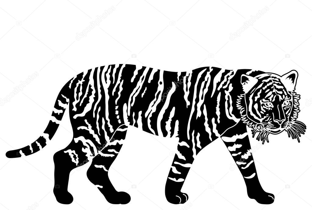 Black and white illustration of the whole body of a walking tiger .  Black-and-white illustration of a bearded tiger full-body.