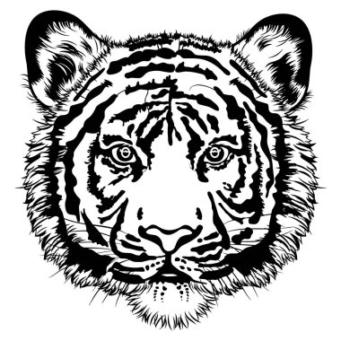 Black and white illustration of a tiger's face .  Realistic illustration of a tiger's face .