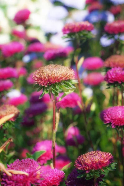 自然の牧草地で美しいピンクの新鮮な花の芸術的なクローズアップ詳細ビュー 牧歌的な花のシーン 植物生態庭園の背景 — ストック写真
