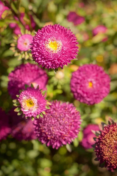 Artistic Closeup Detail View Beautiful Pink Fresh Flowers Natural Meadow — стоковое фото