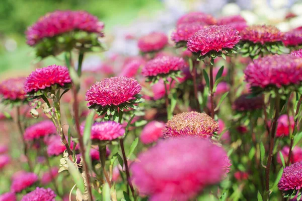 Doğal Bir Çayır Üzerindeki Güzel Pembe Çiçekleri Sanatsal Açıdan Yakından — Stok fotoğraf